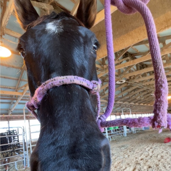 Meet your Posher, Katlyn - Picture 1 of 1